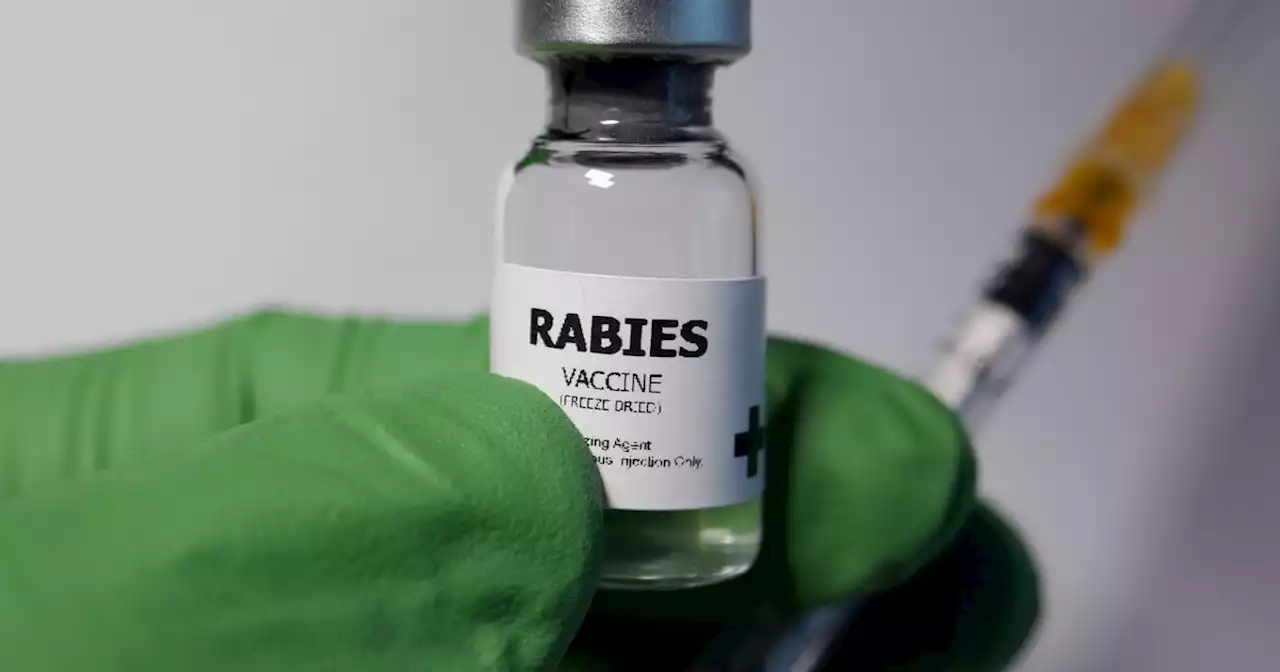 What is rabies and can you get it in Scotland? As new vaccine in trial phase