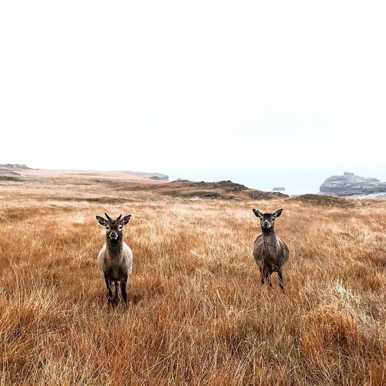 Study Suggests Red Deer Become More Introverted With Age