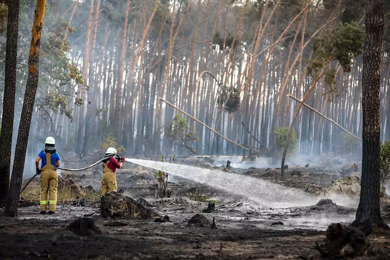 Waldbrände - Lemke will Wälder widerstandsfähiger gegen Folgen der Klimakrise machen