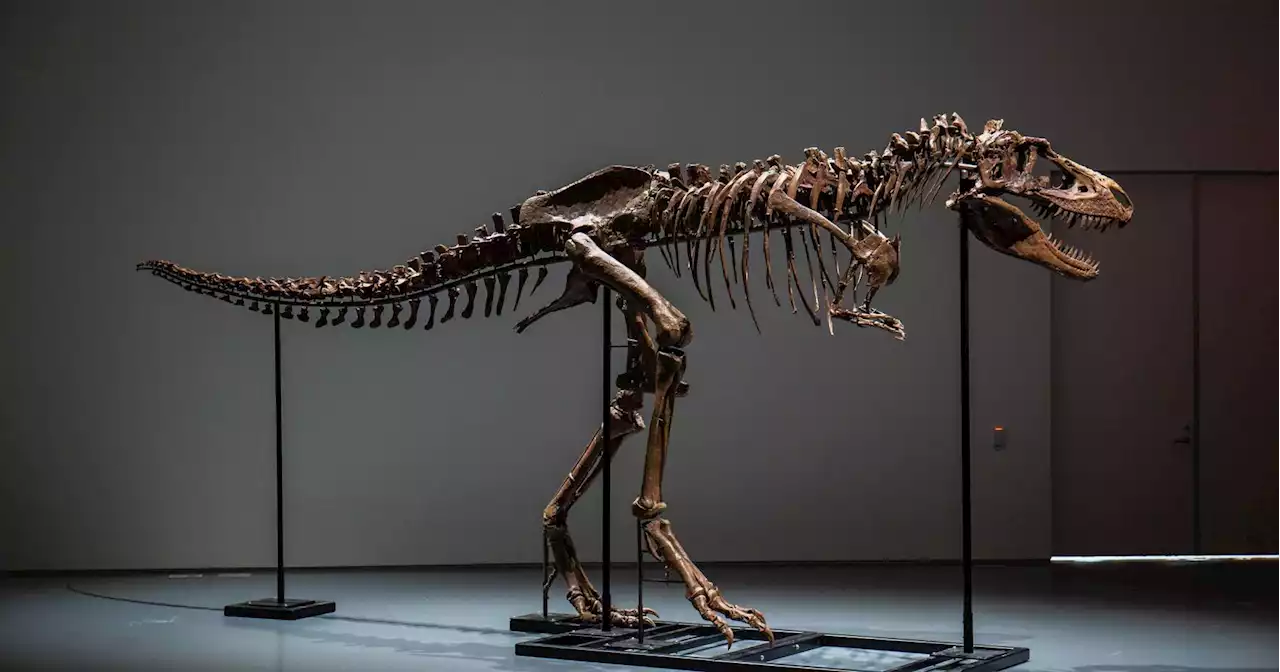 Scientists are concerned about the multi-million dollar auction of this dinosaur skeleton