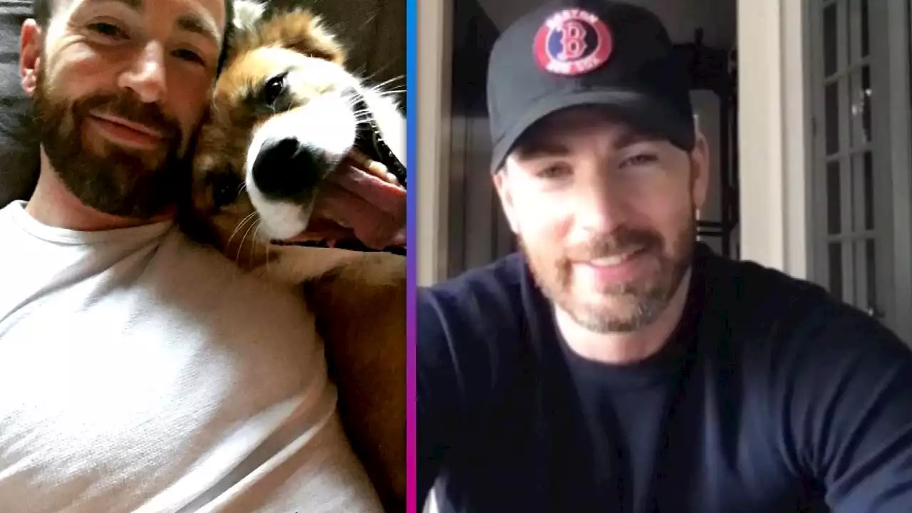 Meet Chris Evans' 'Long-Term Partner': His Adorable Dog Dodger!