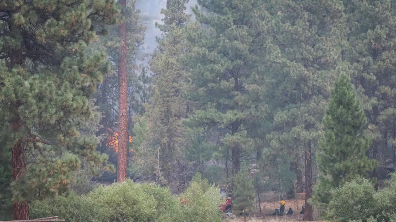 Man suspected of starting fires in Oregon detained by 3 residents who tied him to tree