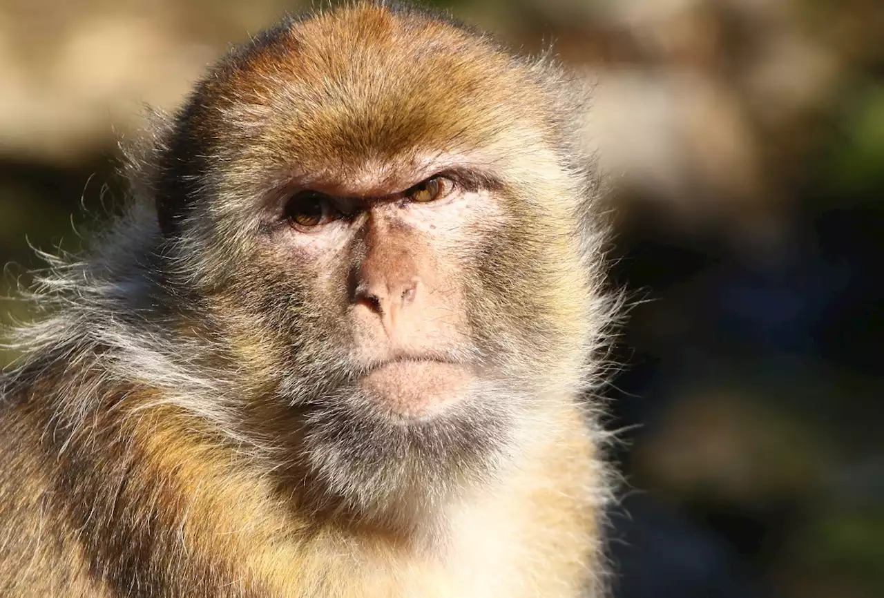 Japanese City Terrorized By Furious Baby-Snatching Monkeys