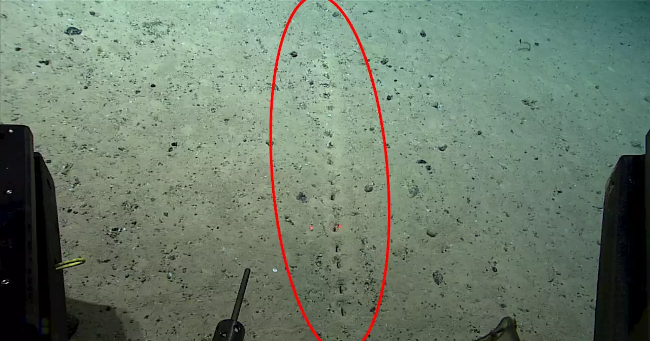 Scientists Puzzled by Strange Row of Holes on Ocean Floor