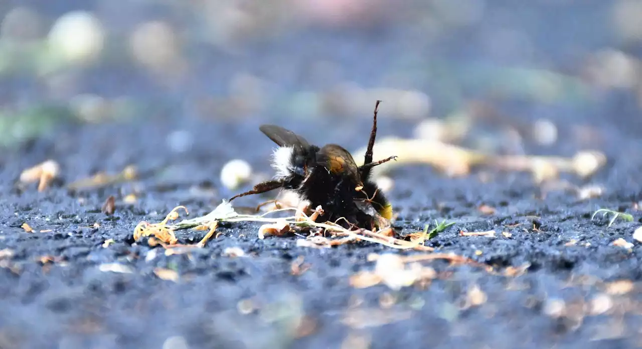 Därför kryllar det av döda humlor