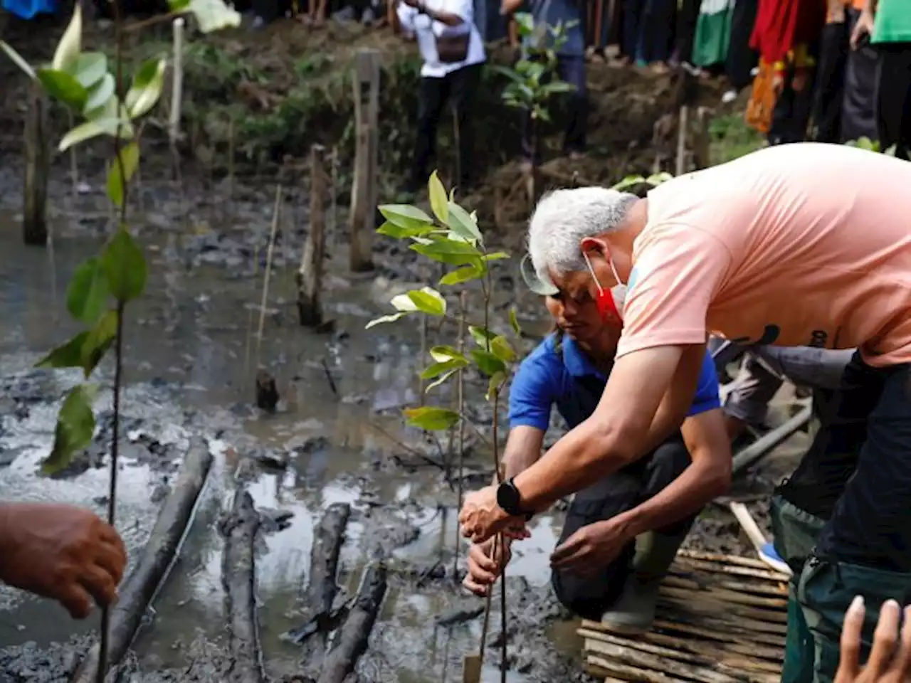 Gubernur Jawa Tengah Canangkan Ekowisata Mangrove Muara Kali Ijo