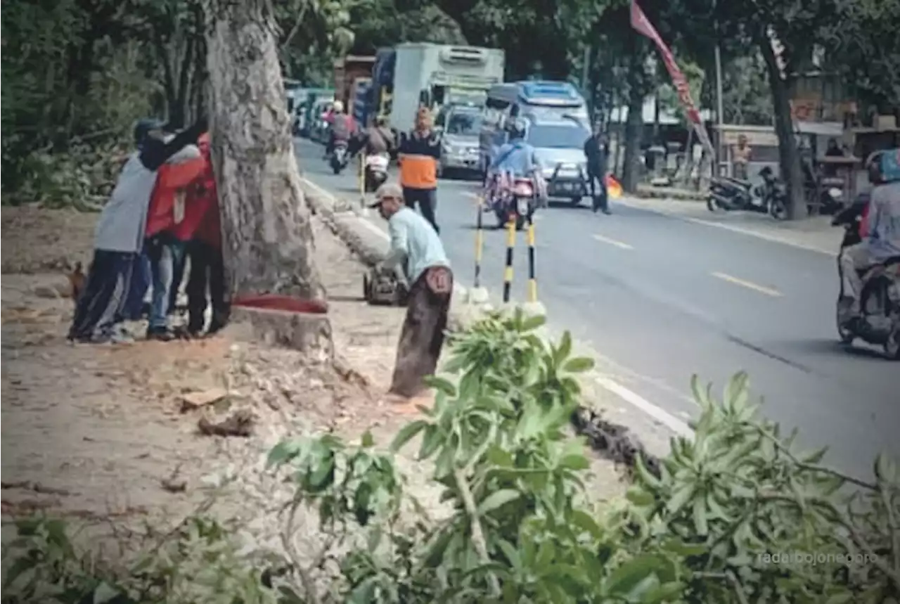 Satu Pohon Tepi Jalan Babat – Bojonegoro Harus Diganti 15 Pohon Baru