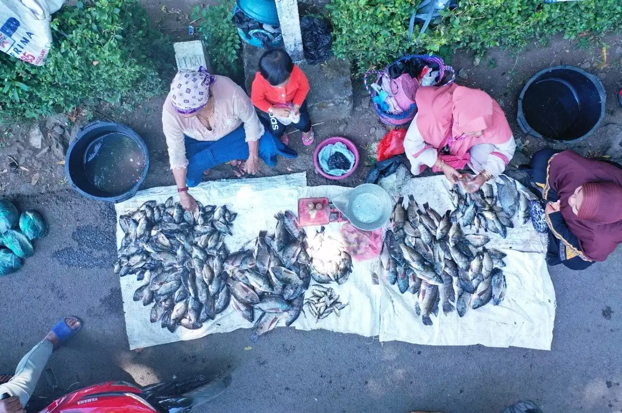 Fenomena Koyo Terjadi, Ikan di Ranu Klakah Dijual Setengah Harga