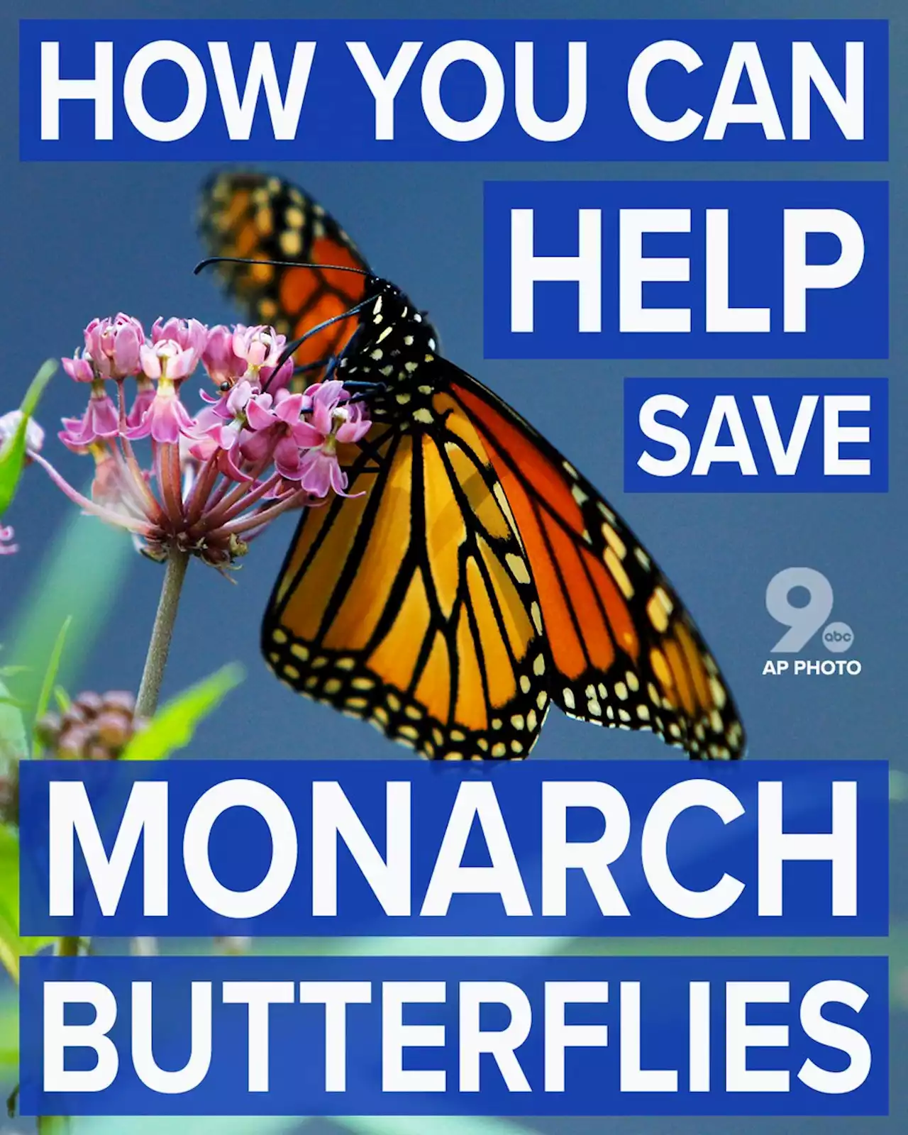 Here’s how you can help save the Monarch butterflies