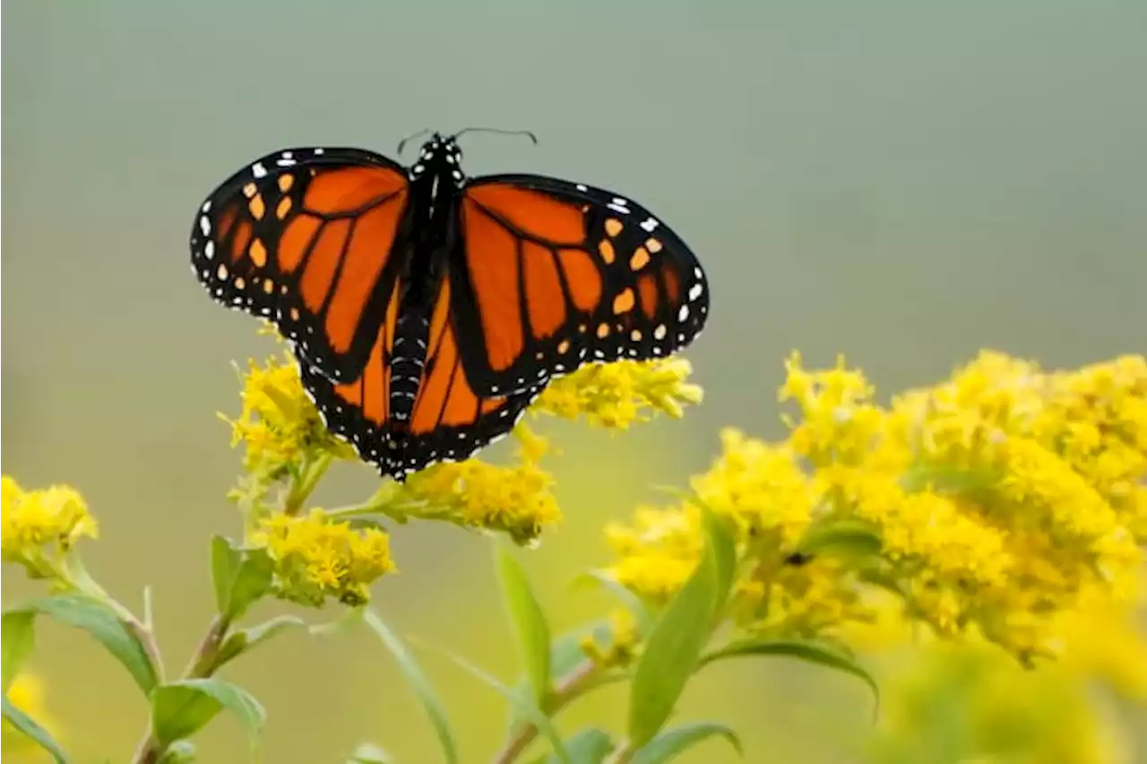 Monarch butterflies are in trouble; Here’s how you can help