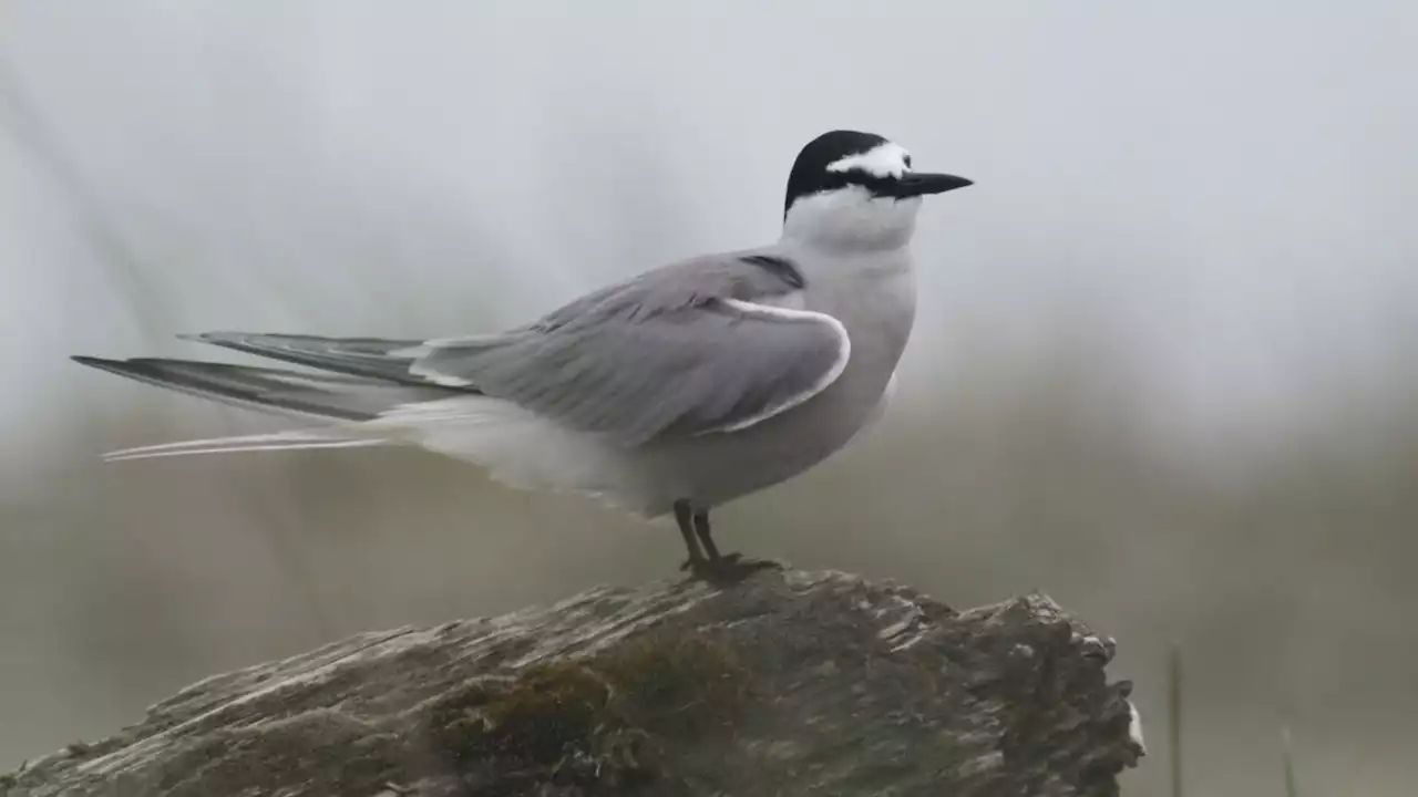 The Aleutian tern may be Alaska’s most imperiled seabird