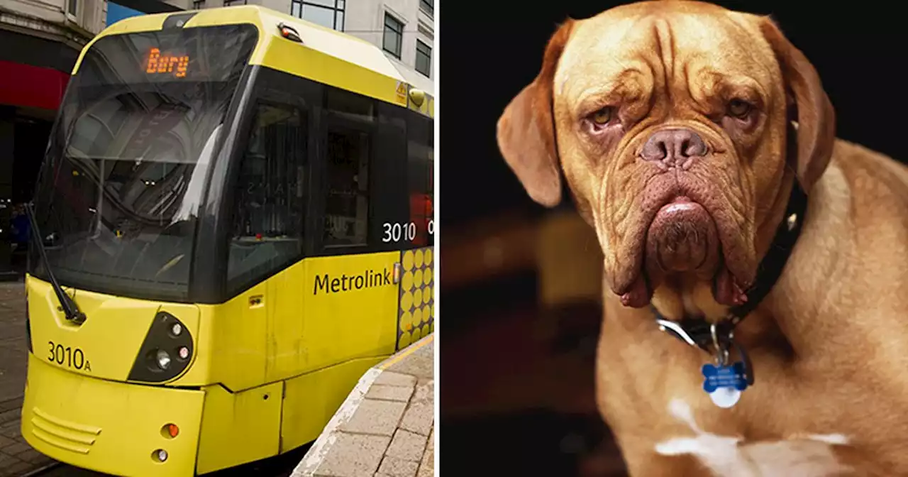 Are you happy about dogs on trams being trialled?