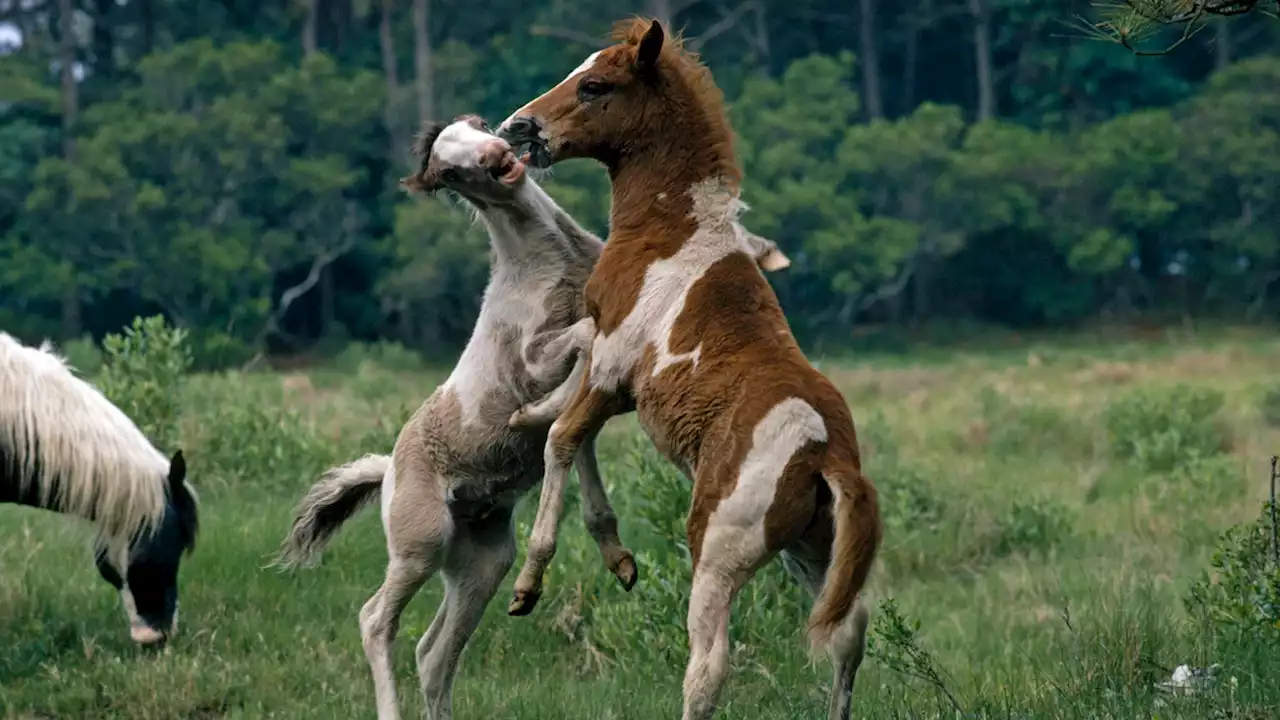 Beloved Chincoteague ponies' mythical origins may be real