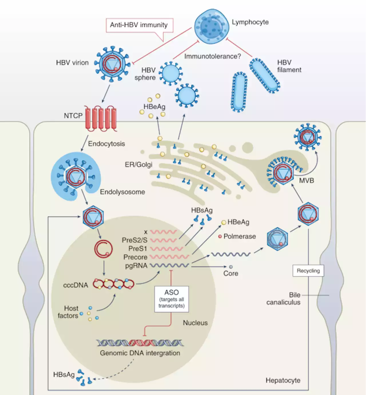 Hepatitis B: a new weapon against an old enemy - Nature Medicine