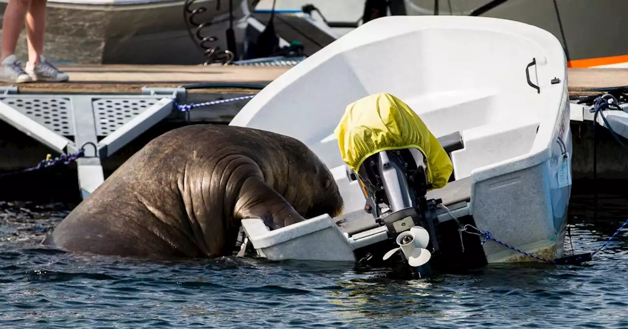 Meet Freya, the walrus who rose to fame while sinking boats in Norway