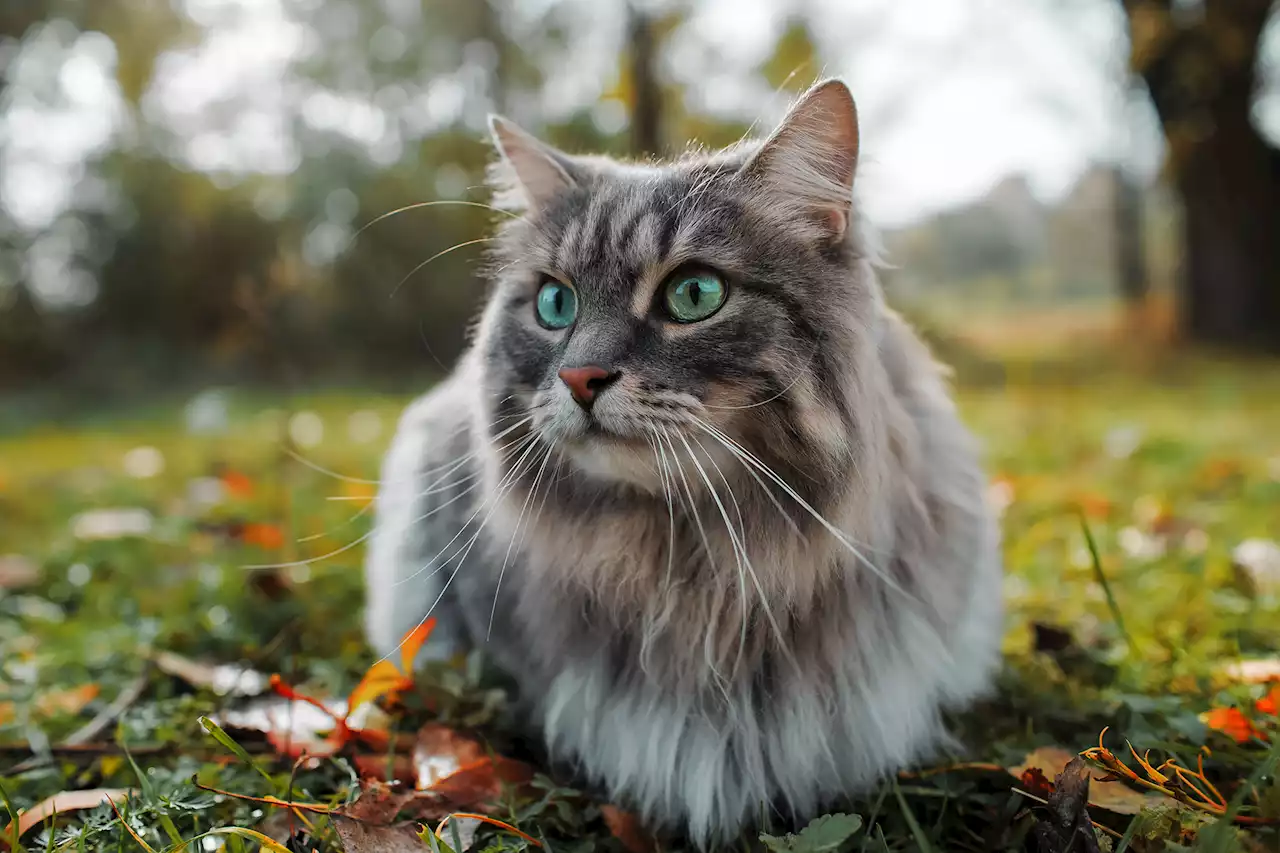 Cats classified as ‘invasive alien species’ by scientific institute