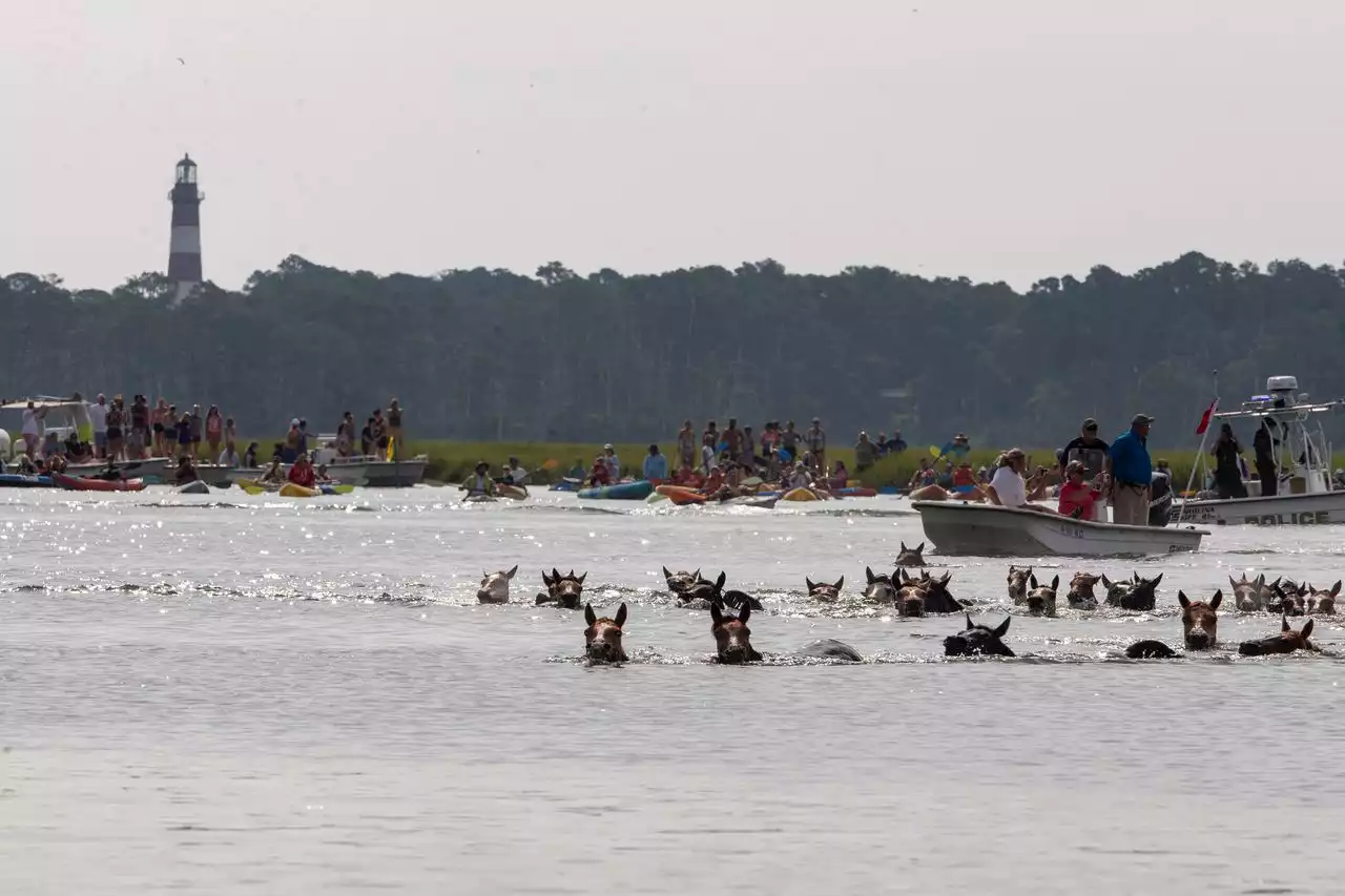 Chincoteague Pony Swim returns to celebrate its 97th year after pandemic hiatus