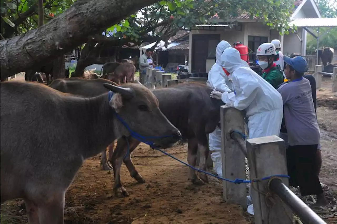 Satgas Soroti Rendahnya Laju Vaksinasi PMK di Jawa Tengah |Republika Online