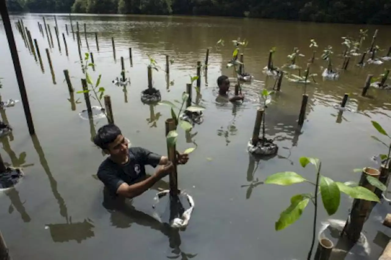 BRIN Kembangkan Teknologi Pemantau Ekosistem Mangrove