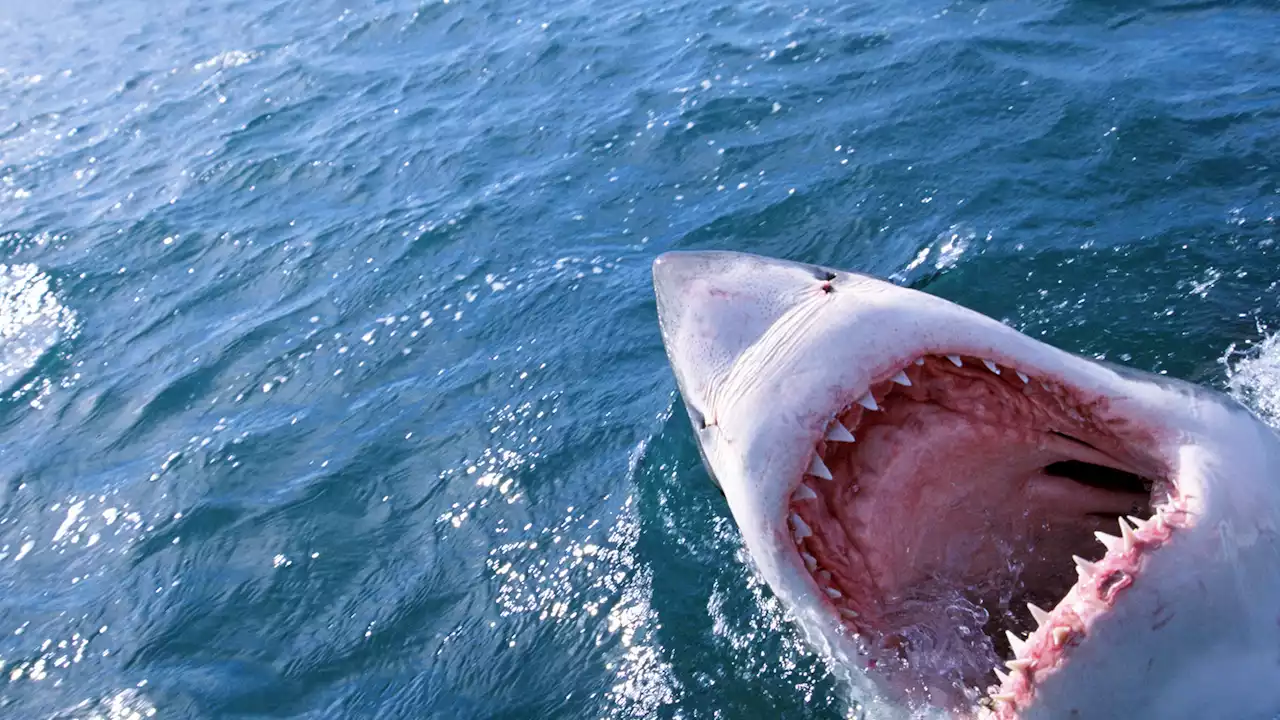 Fears that Great Whites could strike in huge numbers off popular beach