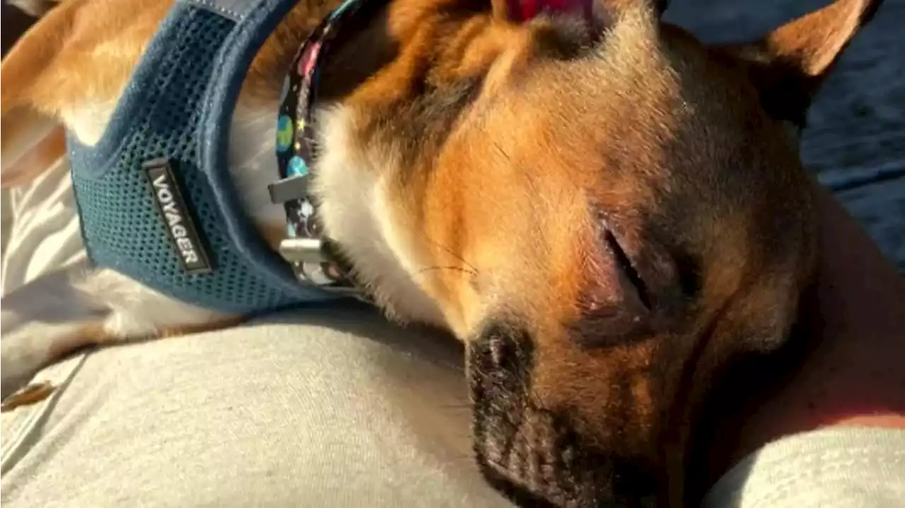 Nurse adopts terminally ill patient’s dog: ‘They totally changed my life’