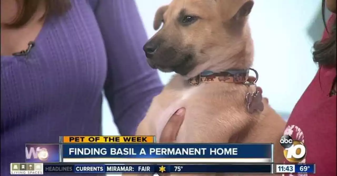 Pet of the Week: Winston