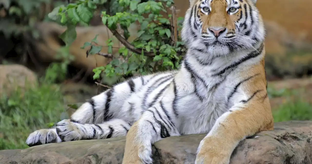 Conservationists report world tiger populations are up by 40%, more than previously thought