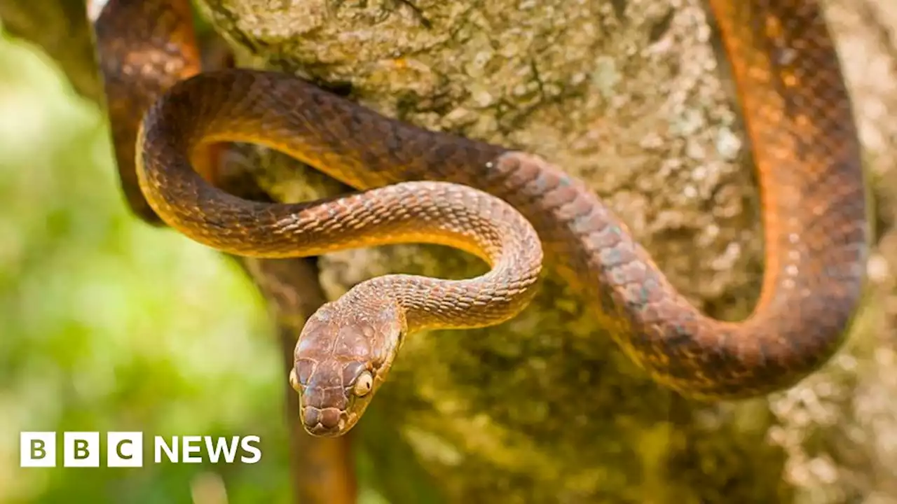 Invasive species bullfrog and snake cost world $16bn - study