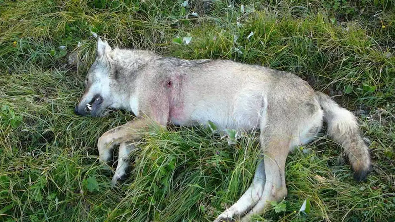 Wildhut schiesst den falschen Wolf ab