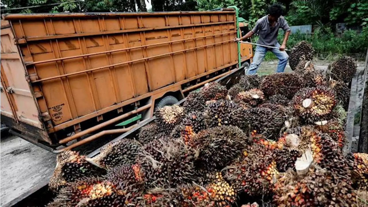 Juragan Sawit, Selamat Ya! Harga CPO Mulai Terbang, TBS Juga