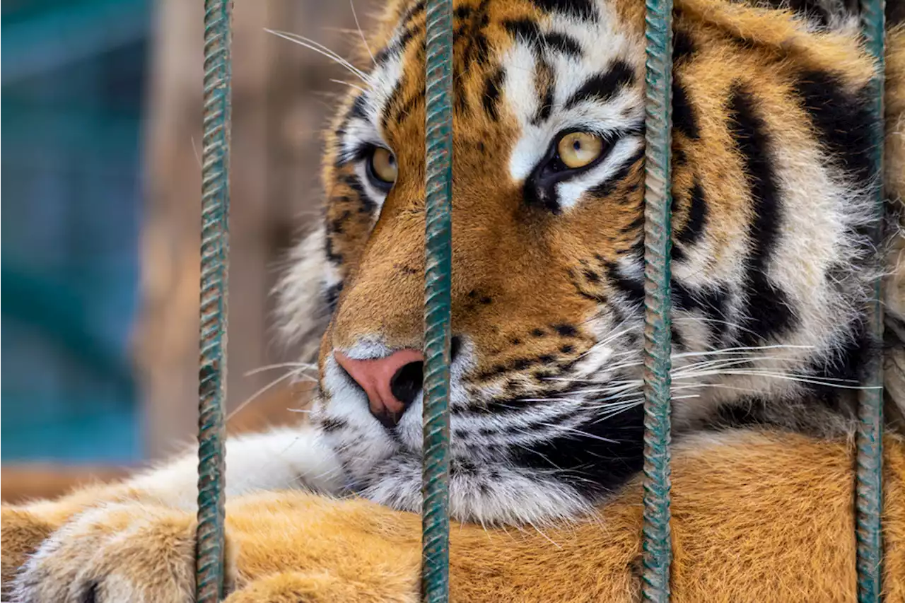 Issues Surrounding Privately Purchasing and Breeding Tigers in the U.S.