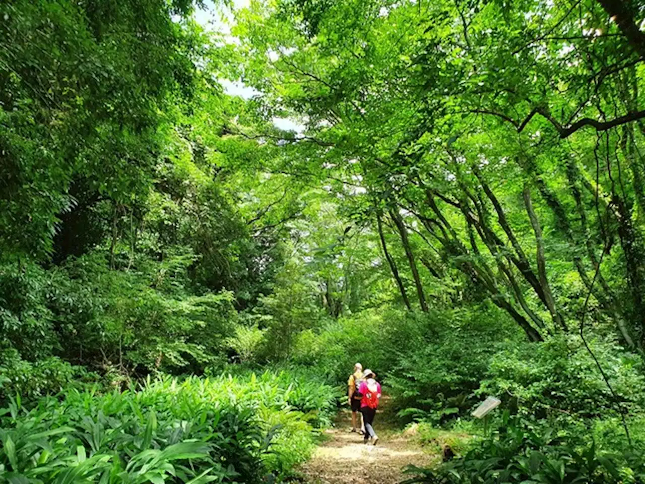 유엔이 지키는, 제주 ‘비밀의 숲’ 열렸다…기온 15도 천혜의 길