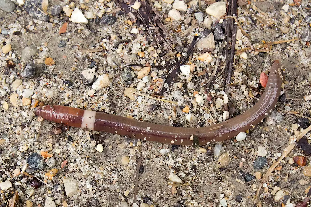 Can you tell an earthworm from an invasive jumping worm? Here's how to tell the difference