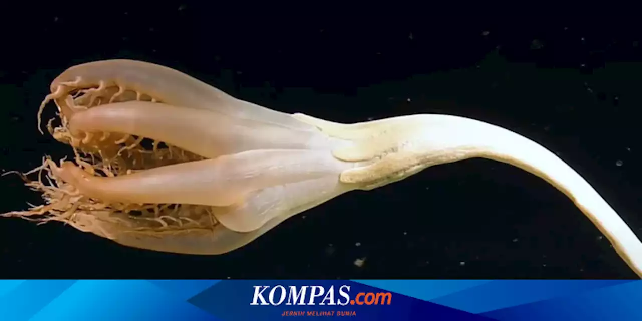 Makhluk Aneh Mirip Bunga Bertentakel Berkeliaran di Kedalaman Laut Pasifik, Apa Itu?