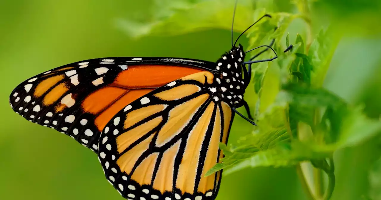 Monarch butterflies are in trouble; Here’s how you can help