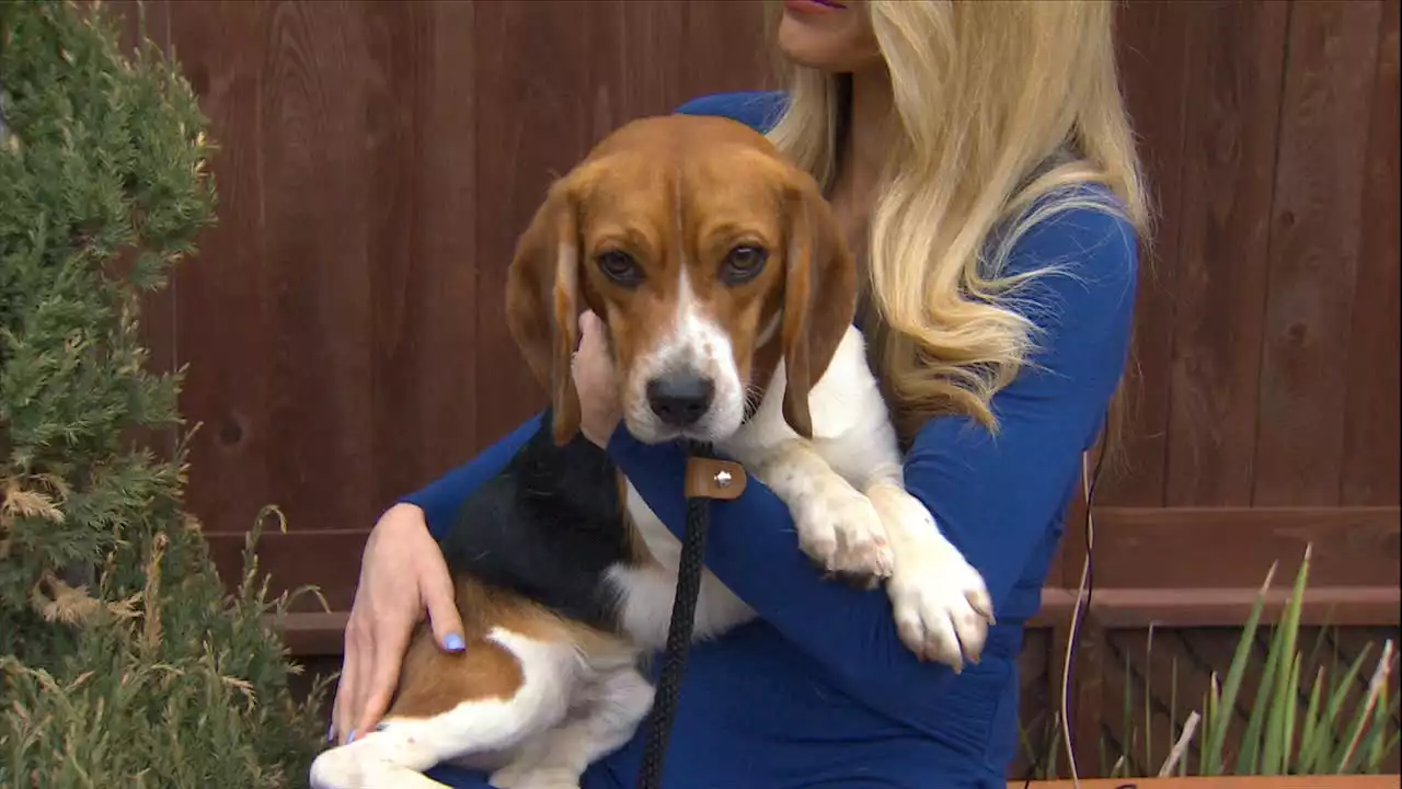 Rescued Beagles now available for adoption at the Helen Woodward Animal Center -