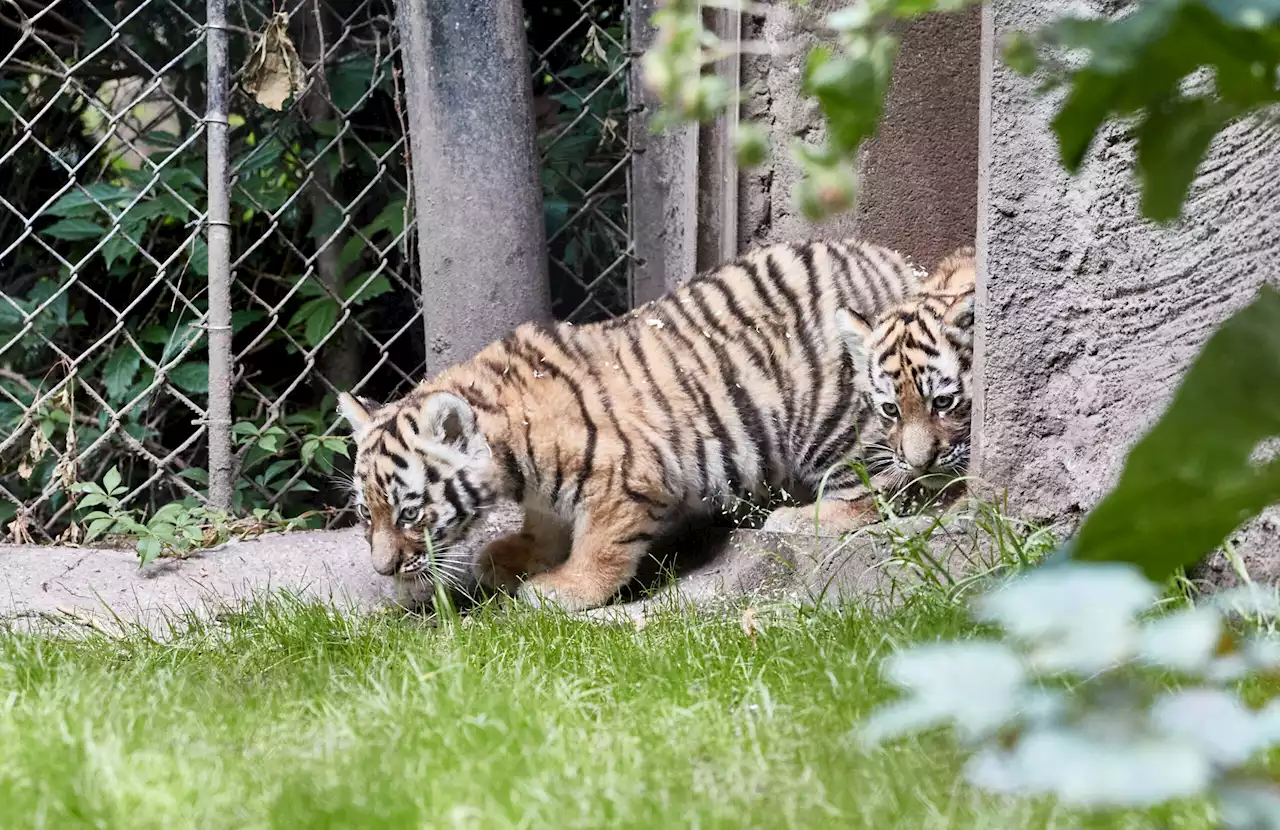 Hagenbecks Tigerbabys: Zum ersten Mal im Außengehege