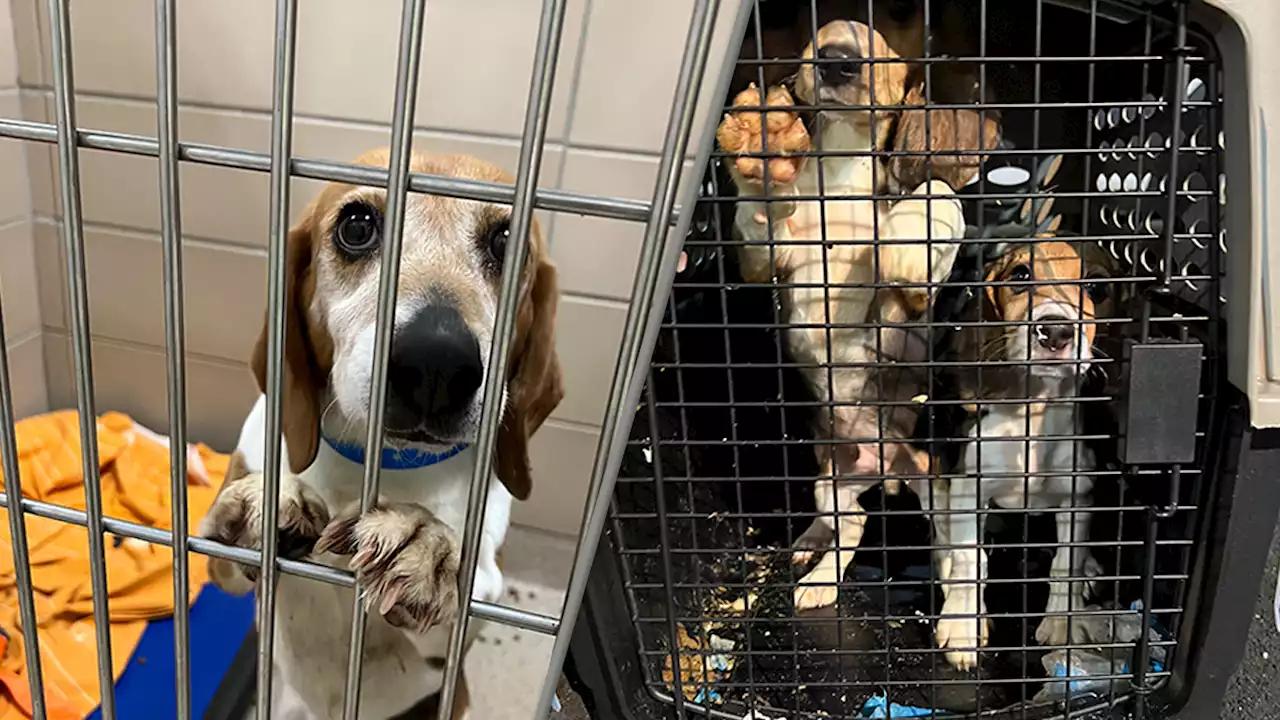 Rescued Beagles Now Going to Forever Homes in SoCal