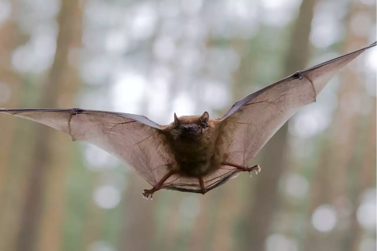 The bat-virus relationship examined