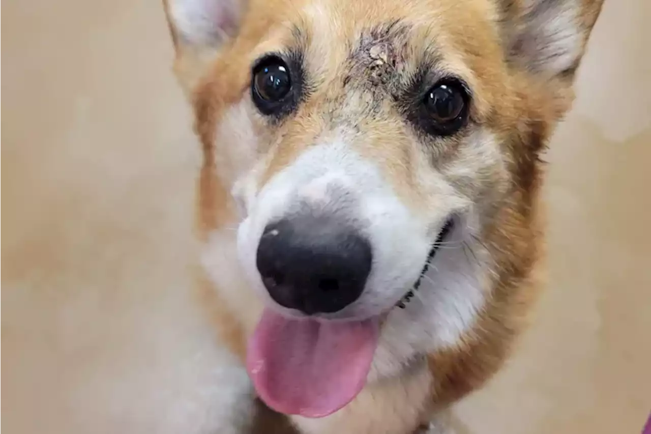 Shot in the head, this corgi survived for days before finding care at PSPCA’s Main Line Animal Rescue