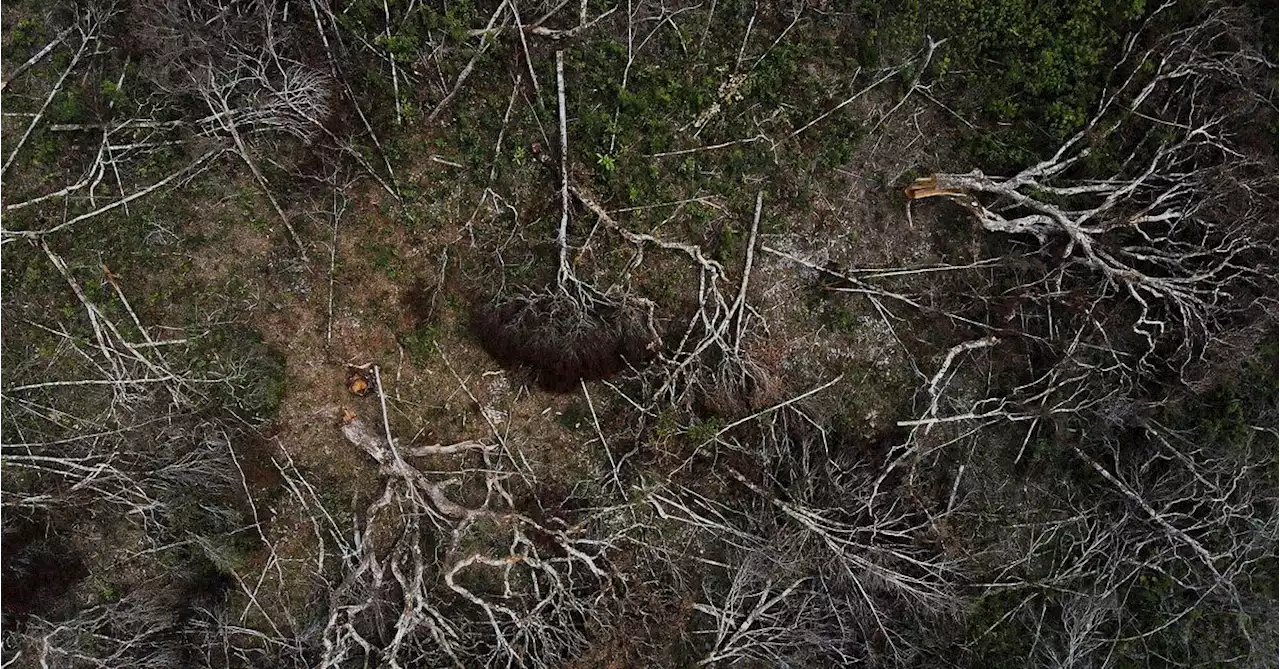 If Brazil legalizes more Amazon mining, it would drive deforestation, study says