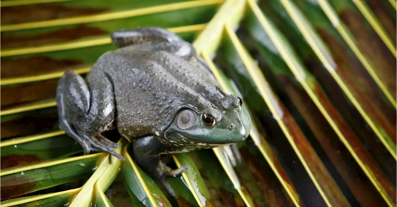 Invasive frog and snake species cost world economy $16 bln, study shows