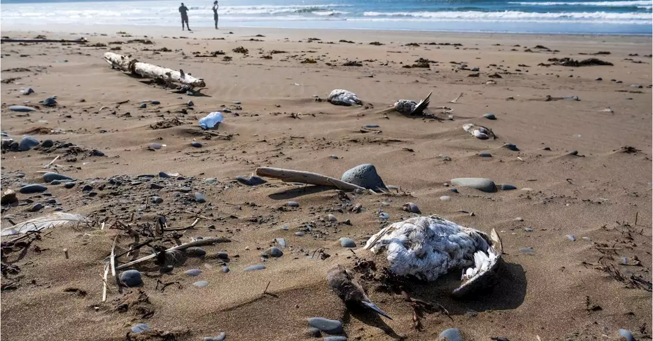 Thousands of dead migrant seabirds wash up on Canada shore, avian flu suspected