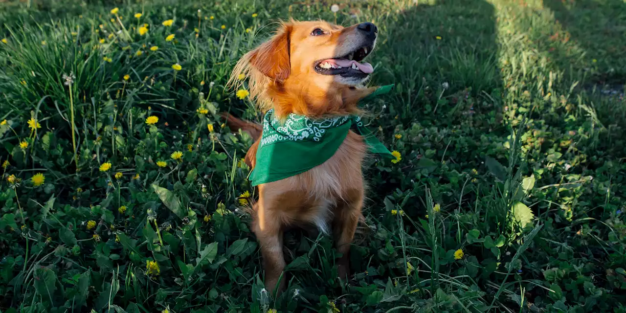 The Best Accessories to Keep Your Dog Cool When It’s Just Too Hot Outside