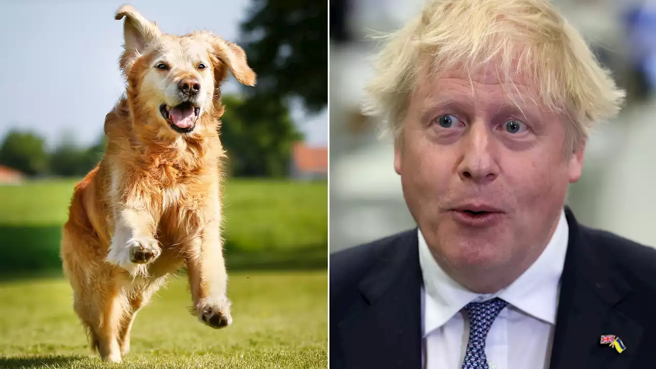 Boris Johnson like a 'great unruly golden retriever, howling for attention', former aide says