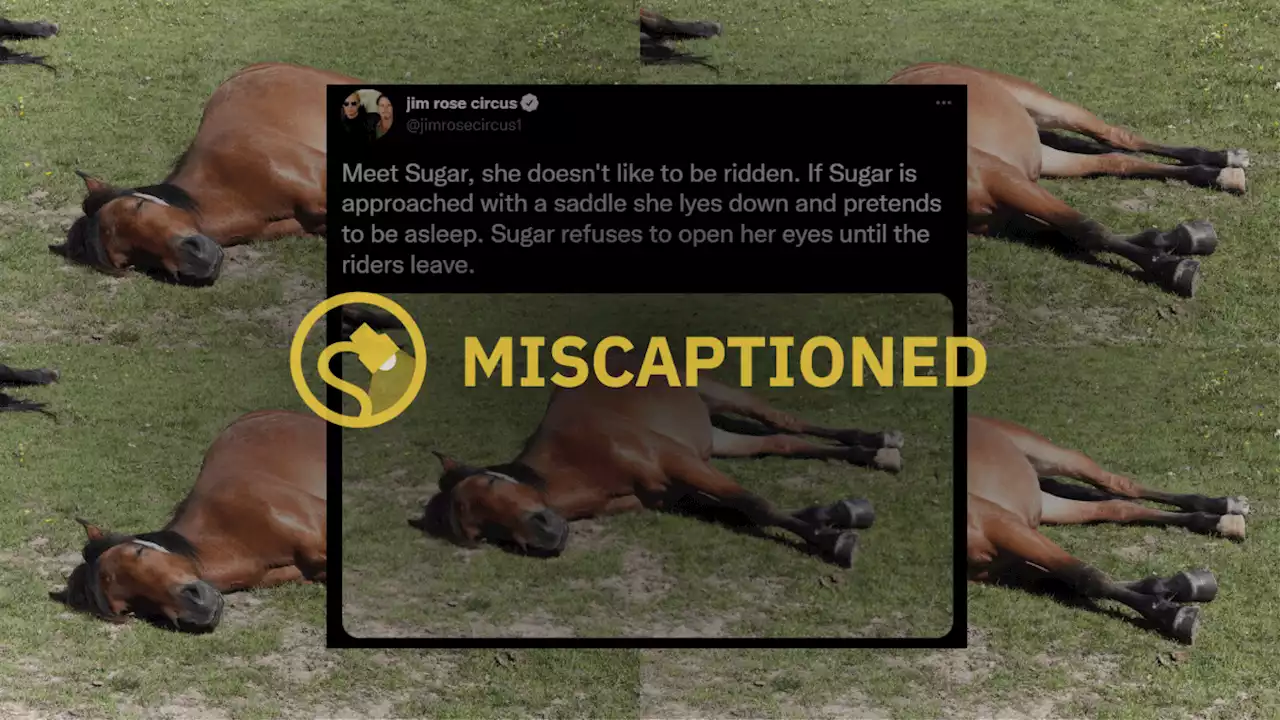 Does 'Sugar' the Horse Lie Down to Avoid Work?