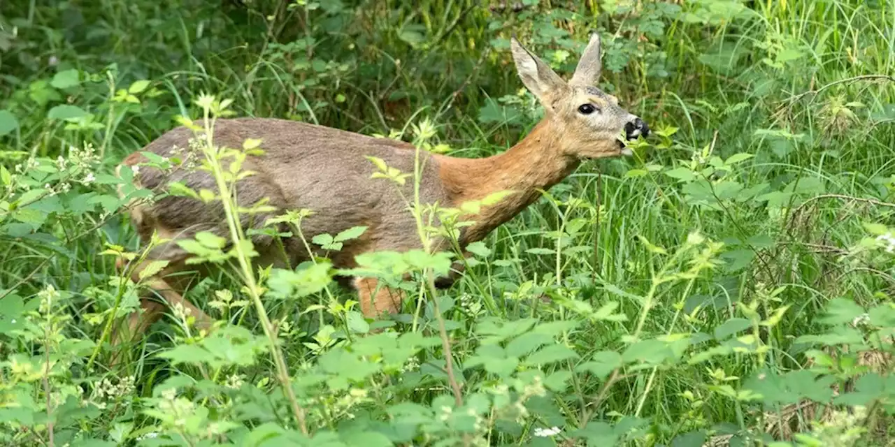 Aktuelle Waldbrände: Bambi, der Feind des Laubwaldes