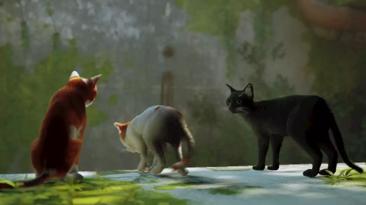 Stray exclusive: how the devs made the most relatable cat game of all time