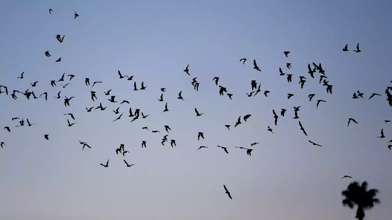 Photos: Bats take flight in Tucson