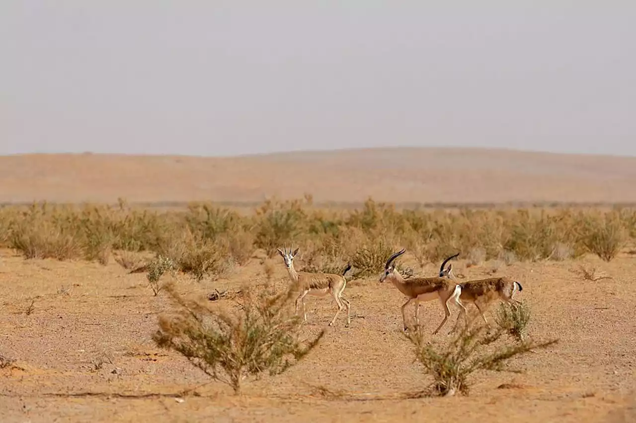 تصل إلى 20 ألف ريال.. محمية الإمام تركي تحذر من عقوبة الصيد الجائر -